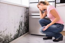 Professional Mold Removal Services in Royal Palm Beach, FL